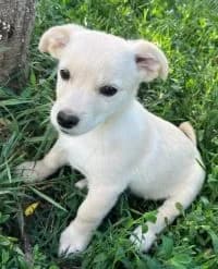 Anastasia, female puppy Mixed Breed for adoption at Luftbrücke für Hunde e.V., Krefeld