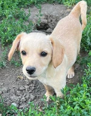 Sunny, male puppy Mixed Breed for adoption at Luftbrücke für Hunde e.V., Krefeld