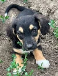 Eli, female puppy Mixed Breed for adoption at Luftbrücke für Hunde e.V., Krefeld