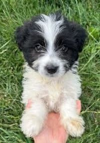 Finja, male puppy Mixed Breed for adoption at Luftbrücke für Hunde e.V., Krefeld