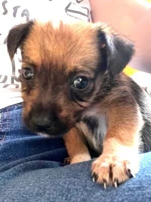 Mike, male puppy Mixed Breed for adoption at Luftbrücke für Hunde e.V., Krefeld
