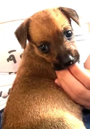 Mia, female puppy Mixed Breed for adoption at Luftbrücke für Hunde e.V., Krefeld