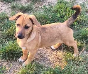Mia, female puppy Mixed Breed for adoption at Luftbrücke für Hunde e.V., Krefeld