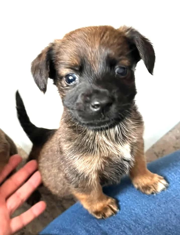 Friedolin, male puppy Mixed Breed for adoption at Luftbrücke für Hunde e.V., Krefeld
