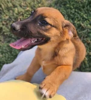 Friedolin, male puppy Mixed Breed for adoption at Luftbrücke für Hunde e.V., Krefeld