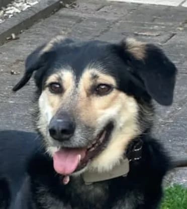 Raya, female 3yo Mixed Breed for adoption at Luftbrücke für Hunde e.V., Krefeld