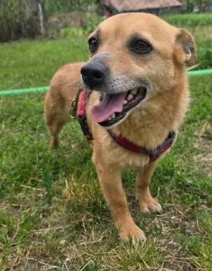 Lilibeth, female 6yo Mixed Breed for adoption at Luftbrücke für Hunde e.V., Krefeld