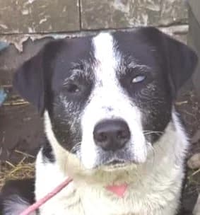 Melody, female 4yo Mixed Breed for adoption at Luftbrücke für Hunde e.V., Krefeld