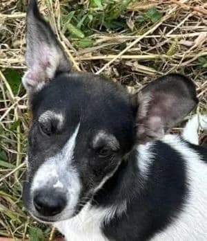 Fiete, male Mixed Breed for adoption at Luftbrücke für Hunde e.V., Krefeld