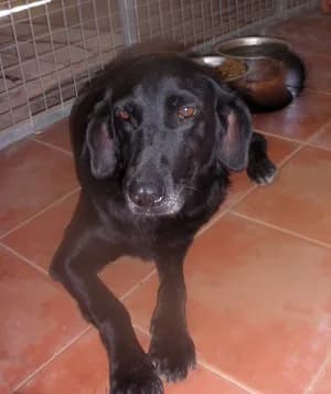 Maraca, Mixed Breed for adoption at Luftbrücke für Hunde e.V., Krefeld