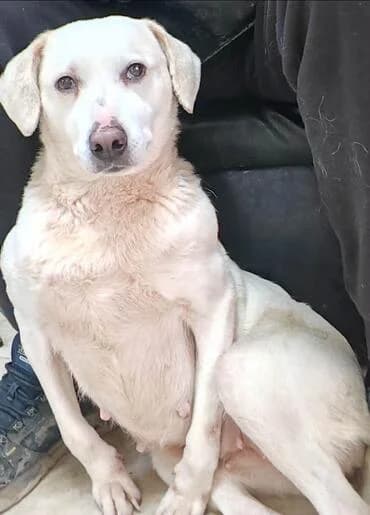 Bella, female 3yo Labrador Retriever for adoption at MEDA e.V. - Rescue Shelter Šabac