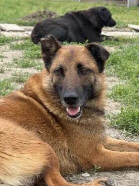 Ruby, female 4yo German Shepherd for adoption at MEDA e.V. - Rescue Shelter Šabac