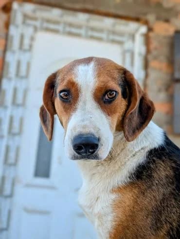 Louise, female young mixed breed for adoption at MEDA e.V. - Rescue Shelter Šabac