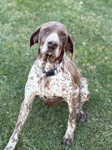 Elfie sucht ihr Glück 🍀, female young German Shorthaired Pointer for adoption at MEDA e.V. - Rescue Shelter Šabac