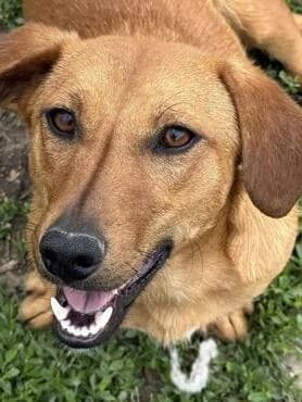 Daisy unsere wilde Hummel, female young Dachshund for adoption at MEDA e.V. - Rescue Shelter Šabac