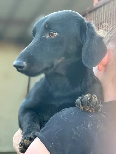 Irko, male puppy Dachshund for adoption at MEDA e.V. - Rescue Shelter Šabac