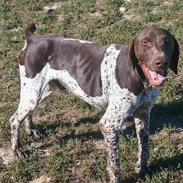 HUNTER, male young German Shorthaired Pointer for adoption at MEDA e.V. - Rescue Shelter Šabac