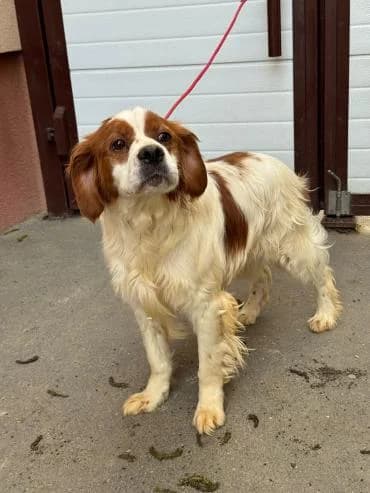 Sima sucht Bretonen Liebhaber, Brittany Spaniel for adoption at MEDA e.V. - Rescue Shelter Šabac