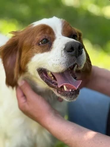 Sima sucht Bretonen Liebhaber, Brittany Spaniel for adoption at MEDA e.V. - Rescue Shelter Šabac