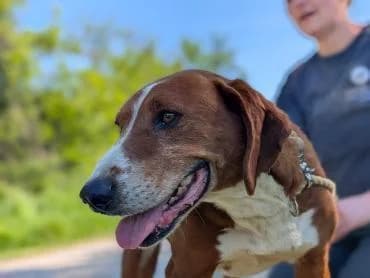 Bobby liebevoller, loyaler Begleiter, male senior mixed breed for adoption at MEDA e.V. - Rescue Shelter Šabac