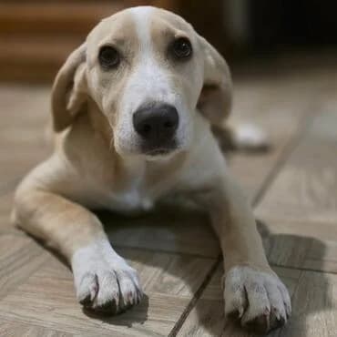 LUMI, female puppy Mixed Breed for adoption at MEDA e.V. - Rescue Shelter Šabac