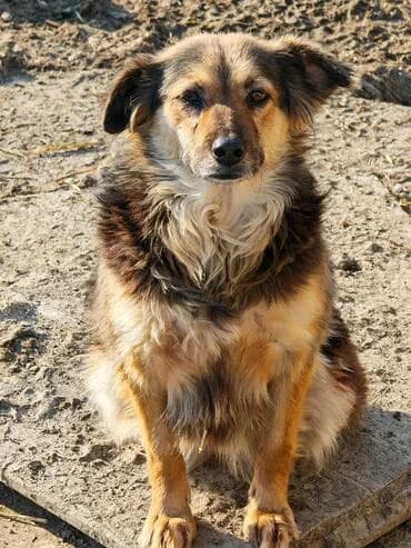 Sanfte und besondere Rieke, female 3yo Mixed Breed for adoption at MEDA e.V. - Rescue Shelter Šabac