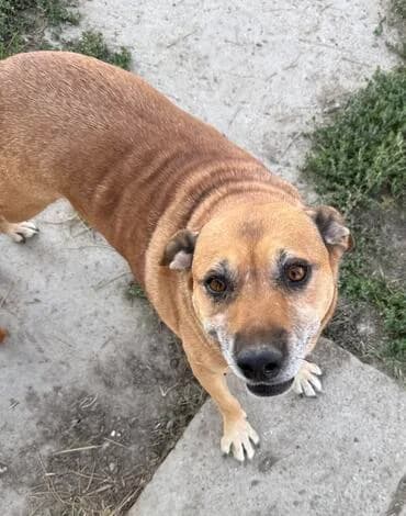 Martha, female senior Labrador Retriever for adoption at MEDA e.V. - Rescue Shelter Šabac