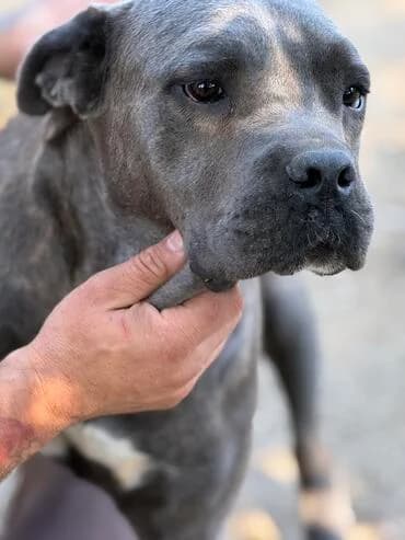 Kalle, male young Cane Corso for adoption at MEDA e.V. - Rescue Shelter Šabac