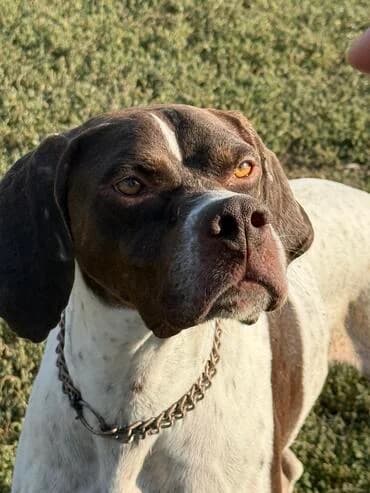 Rayan, male young Pointer for adoption at MEDA e.V. - Rescue Shelter Šabac