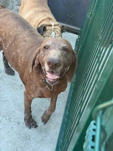 Wunderbare Seniorin Nana, female senior German Shorthaired Pointer for adoption at MEDA e.V. - Rescue Shelter Šabac