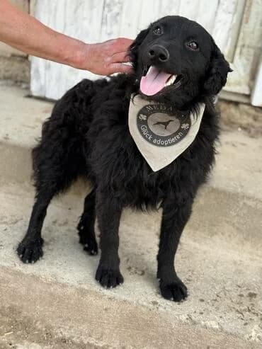 Cassie, female young Puli for adoption at MEDA e.V. - Rescue Shelter Šabac