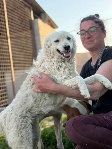 Tiffy, female 5yo Puli for adoption at MEDA e.V. - Rescue Shelter Šabac