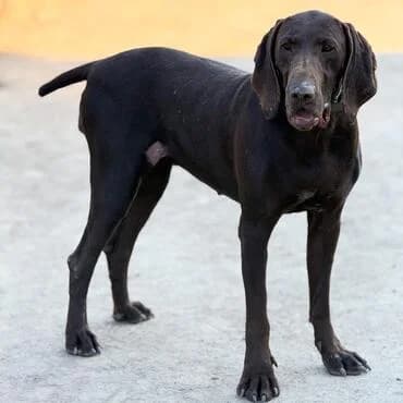 Amber, female young German Shorthaired Pointer for adoption at MEDA e.V. - Rescue Shelter Šabac