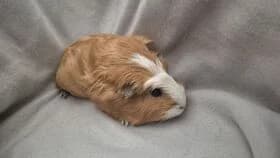 Baccardi / geb. 05.2025, female young mixed breed for adoption at Meerschweinchen in Not