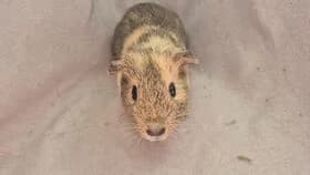 Bärbel / geb. 15.02.2026, female mixed breed for adoption at Meerschweinchen in Not