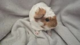 Bart / geb. 13.05.2025, male mixed breed for adoption at Meerschweinchen in Not