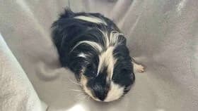 Ben / geb. 10.2025, male mixed breed for adoption at Meerschweinchen in Not