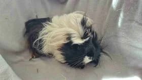 Bienchen / geb. 10.2025, female mixed breed for adoption at Meerschweinchen in Not