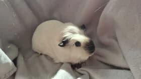 Bonnie / geb. 10.2025 zusammen mit Clyde, puppy mixed breed for adoption at Meerschweinchen in Not