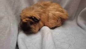 Caramel / geb. 20.09.2024, female young mixed breed for adoption at Meerschweinchen in Not
