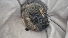 Caro / geb. 02.06.2023, female 3yo mixed breed for adoption at Meerschweinchen in Not