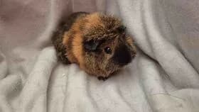 Chanel / geb. 18.09.2024, female young mixed breed for adoption at Meerschweinchen in Not