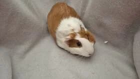 Cinnamen / geb. 18.2.2026, female mixed breed for adoption at Meerschweinchen in Not