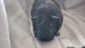 Cloe / geb. 14.02.2025, female young mixed breed for adoption at Meerschweinchen in Not