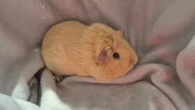 Clyde / geb. 10.2025 zusammen mit Bonnie, puppy mixed breed for adoption at Meerschweinchen in Not
