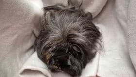 Coco / geb. 20.09.2024, female mixed breed for adoption at Meerschweinchen in Not