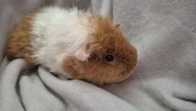 Emmi / geb. 09.10.2024, female young mixed breed for adoption at Meerschweinchen in Not