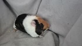 Eugen / geb.16.04.2026, male mixed breed for adoption at Meerschweinchen in Not