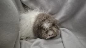 Fauna / geb. 10.2022, female 3yo mixed breed for adoption at Meerschweinchen in Not