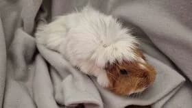 Fee / geb. 09.10.2024, female young mixed breed for adoption at Meerschweinchen in Not